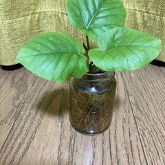 ウンベラータ　水耕栽培の画像