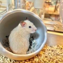 キンクマハムスター