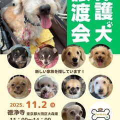保護犬 譲渡会 11月2日 東京都