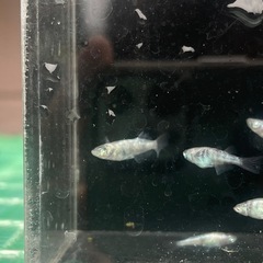【メダカ】和墨白銀 約10匹 光体型有りの画像