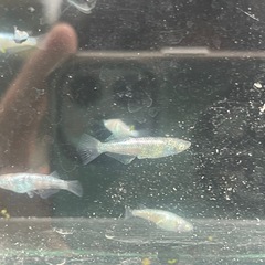 【メダカ】和墨白銀 約10匹 光体型有りの画像