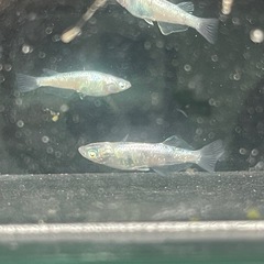 【メダカ】和墨白銀 約10匹 光体型有りの画像