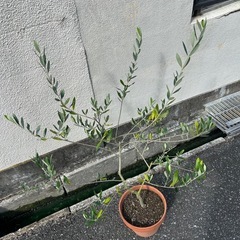 オリーブの木　ルッカ　24cmの画像