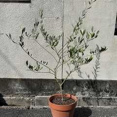 オリーブの木　ルッカ　24cmの画像
