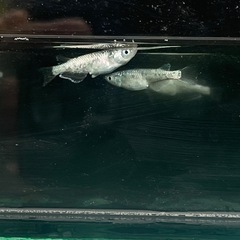 【メダカ】サボテン 約13匹の画像