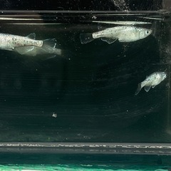 【メダカ】サボテン 約13匹の画像