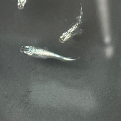 【メダカ】サボテン 約13匹の画像