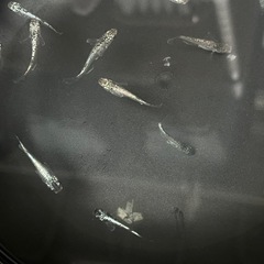 【メダカ】サボテン 約13匹の画像