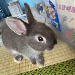 うさぎの里親募集