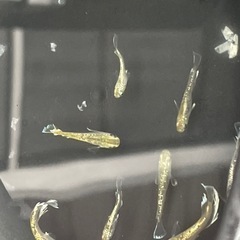 【メダカ】飛輪 約10匹 極上 ヒレふさの画像