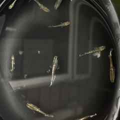 【メダカ】飛輪 約10匹 極上 ヒレふさの画像