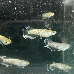 【メダカ】飛輪 約10匹 極上 ヒレふさの画像