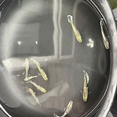 【メダカ】飛輪 約10匹 極上 ヒレふさの画像