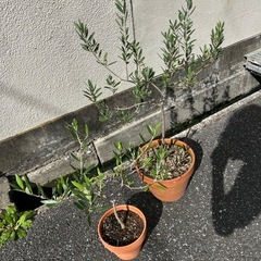 オリーブの木　2本まとめての画像