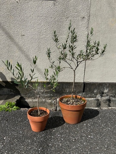 オリーブの木 2本まとめて 良い