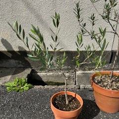 オリーブの木　2本まとめての画像
