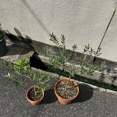 オリーブの木　2本まとめての画像