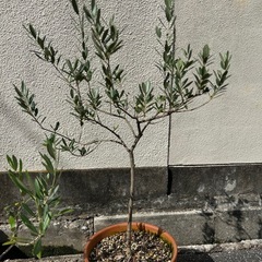 オリーブの木　2本まとめての画像