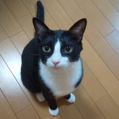 ハチワレ 白黒  元気な3才男の子