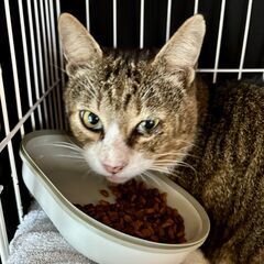 【天天】キジ白２歳♂ 大柄でおっとりなおしゃべり男子