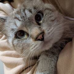 【アクア】シャムMIX 半長毛２歳 フワフワでつぶらな瞳の…