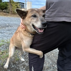 ネグレクトから救出！人懐っこい宮古犬の女の子です。家もご飯も水も...
