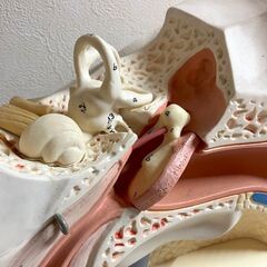 取り外し可能なパーツを備えた大型の耳の模型。の画像