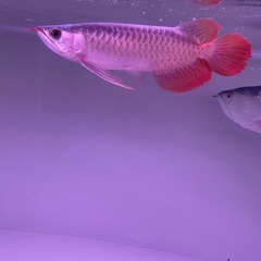 熱帯魚の画像