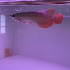 熱帯魚の画像