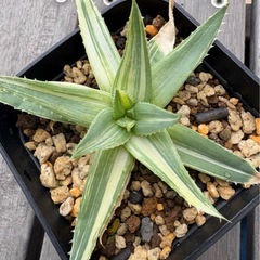 【値下】アロエ ポリフィラ 錦　斑入り　微発根　ポリフィラ錦 ポリフィラ斑入りの画像