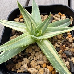 【値下】アロエ ポリフィラ 錦　斑入り　微発根　ポリフィラ錦 ポリフィラ斑入りの画像