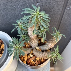 多頭　ユーフォルビア　ソテツキリン　蘇鉄麒麟　パイナップルコーン　多肉植物　観葉植物の画像
