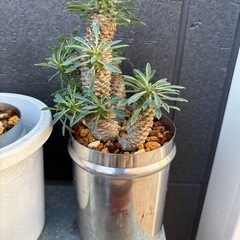 多頭　ユーフォルビア　ソテツキリン　蘇鉄麒麟　パイナップルコーン　多肉植物　観葉植物の画像