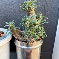 多頭　ユーフォルビア　ソテツキリン　蘇鉄麒麟　パイナップルコーン　多肉植物　観葉植物の画像