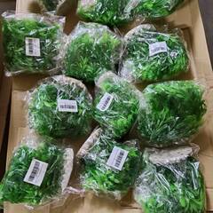 水草　フェイク水草　アクア石　まとめ売りの画像