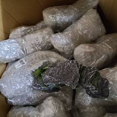 水草　フェイク水草　アクア石　まとめ売りの画像