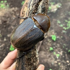 ヘラクレスオオカブト　　メス単品の画像