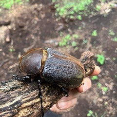 ヘラクレスオオカブト　　メス単品の画像