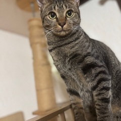 ３本足ですが元気です