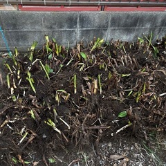 カンナの地下茎　花は黄色です。　
第二弾の画像