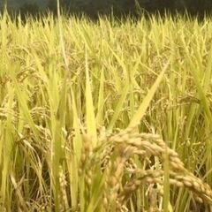 伊佐米 【農家直送】伊佐針持堂山うぐいす米(鹿児島伊佐米) 令和７年産 ヒノヒカリ 新米の画像