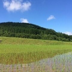 伊佐米 【農家直送】伊佐針持堂山うぐいす米(鹿児島伊佐米) 令和７年産 ヒノヒカリ 新米の画像