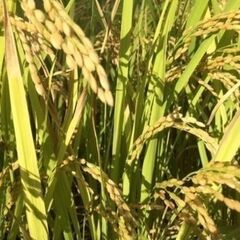 伊佐米 【農家直送】伊佐針持堂山うぐいす米(鹿児島伊佐米) 令和７年産 ヒノヒカリ 新米の画像