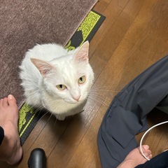 白猫がいなくなりました