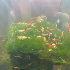 10匹300円　レッドルリーシュリンプ(ブルー、オレンジ、レッドの雑種)の画像