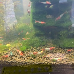 10匹300円　レッドルリーシュリンプ(ブルー、オレンジ、レッドの雑種)の画像