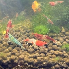 10匹300円　レッドルリーシュリンプ(ブルー、オレンジ、レッドの雑種)の画像