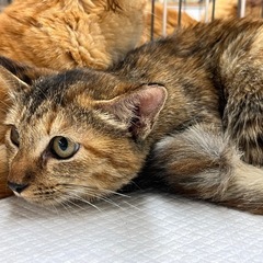 むぎわら猫 子猫 人なれ◎