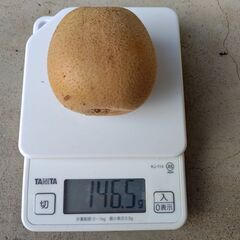 ゴールデンキウイの画像
