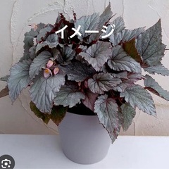 プラスチック　鉢カバーの画像